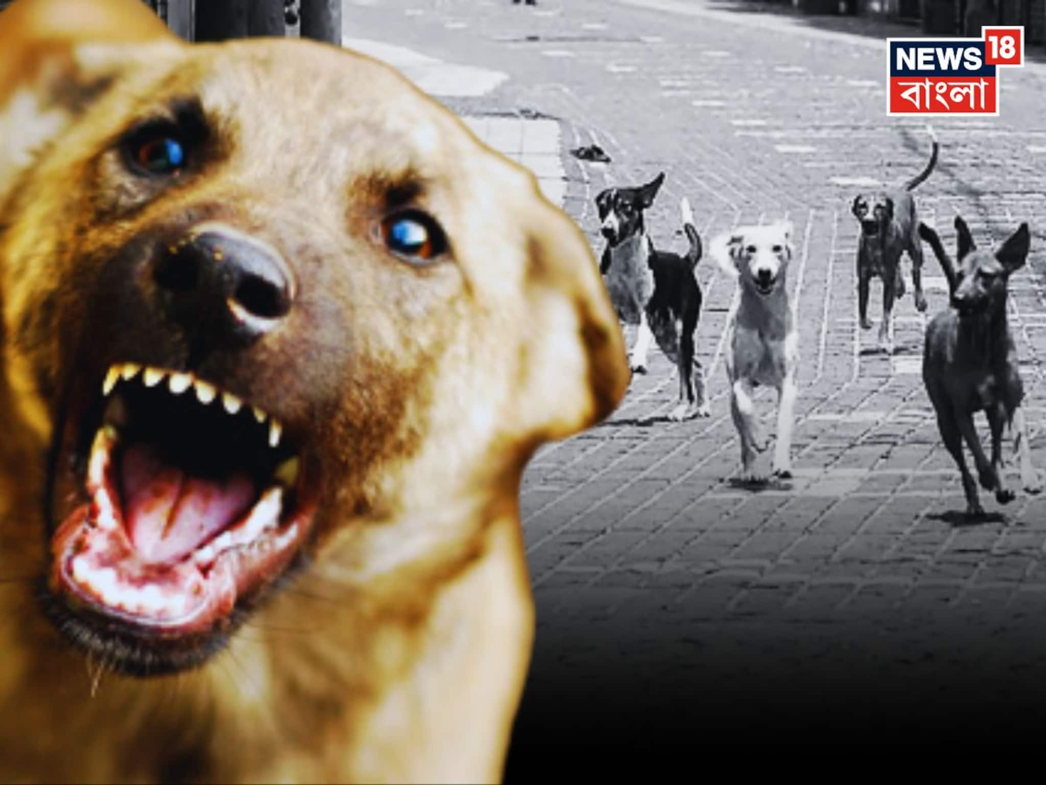 যদি 'কুকুর' হঠাৎ তাড়া করে..! সঙ্গে সঙ্গে করুন এই 'কৌশল', জানুন বিশেষজ্ঞের 'টিপস'! যদি 'কুকুর' হঠাৎ তাড়া করে..! সঙ্গে সঙ্গে করুন এই 'কৌশল', জানুন বিশেষজ্ঞের 'টিপস'!