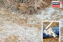 Ground Frost: শীতের ভোরে পুরুলিয়ায় বরফ? ঝালদা-বান্দোয়ানে দেখা মিলল অদ্ভুত দৃশ্যের! আসলে কী জানা গেল?