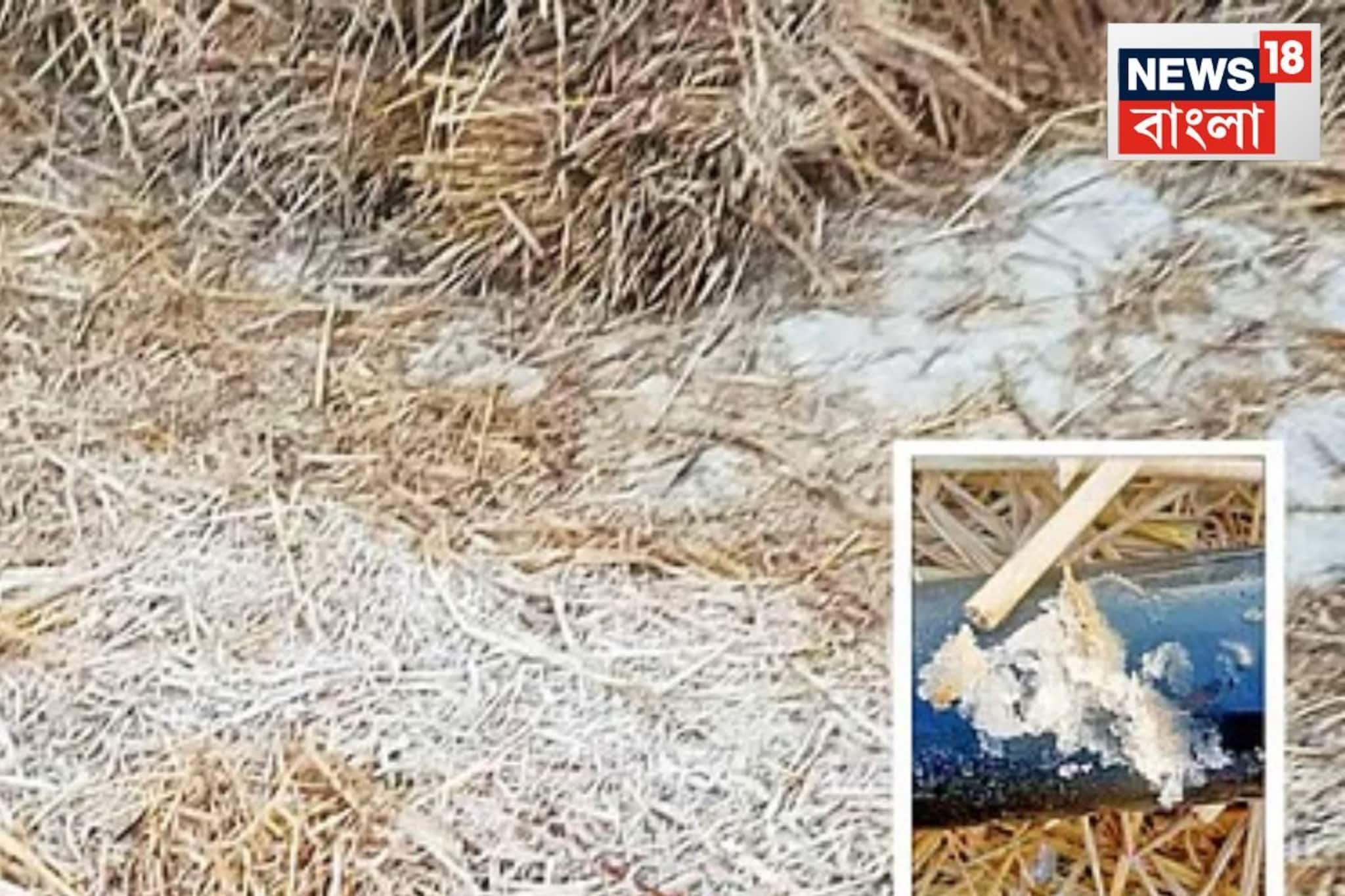 শীতের ভোরে পুরুলিয়ায় বরফ? ঝালদা-বান্দোয়ানে দেখা মিলল অদ্ভুত দৃশ্যের! আসলে কী জানা গেল? শীতের ভোরে পুরুলিয়ায় বরফ? ঝালদা-বান্দোয়ানে দেখা মিলল অদ্ভুত দৃশ্যের! আসলে কী জানা গেল?