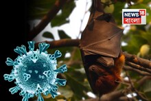Nipah Virus Symptoms: ছড়াতে পারে খেজুরের রস থেকে...ছড়ায় বাদুড়, শূকরে! নিপা ভাইরাসের লক্ষণ অত্যন্ত সাধারণ, কিন্তু মৃত্যুহার মারাত্মক