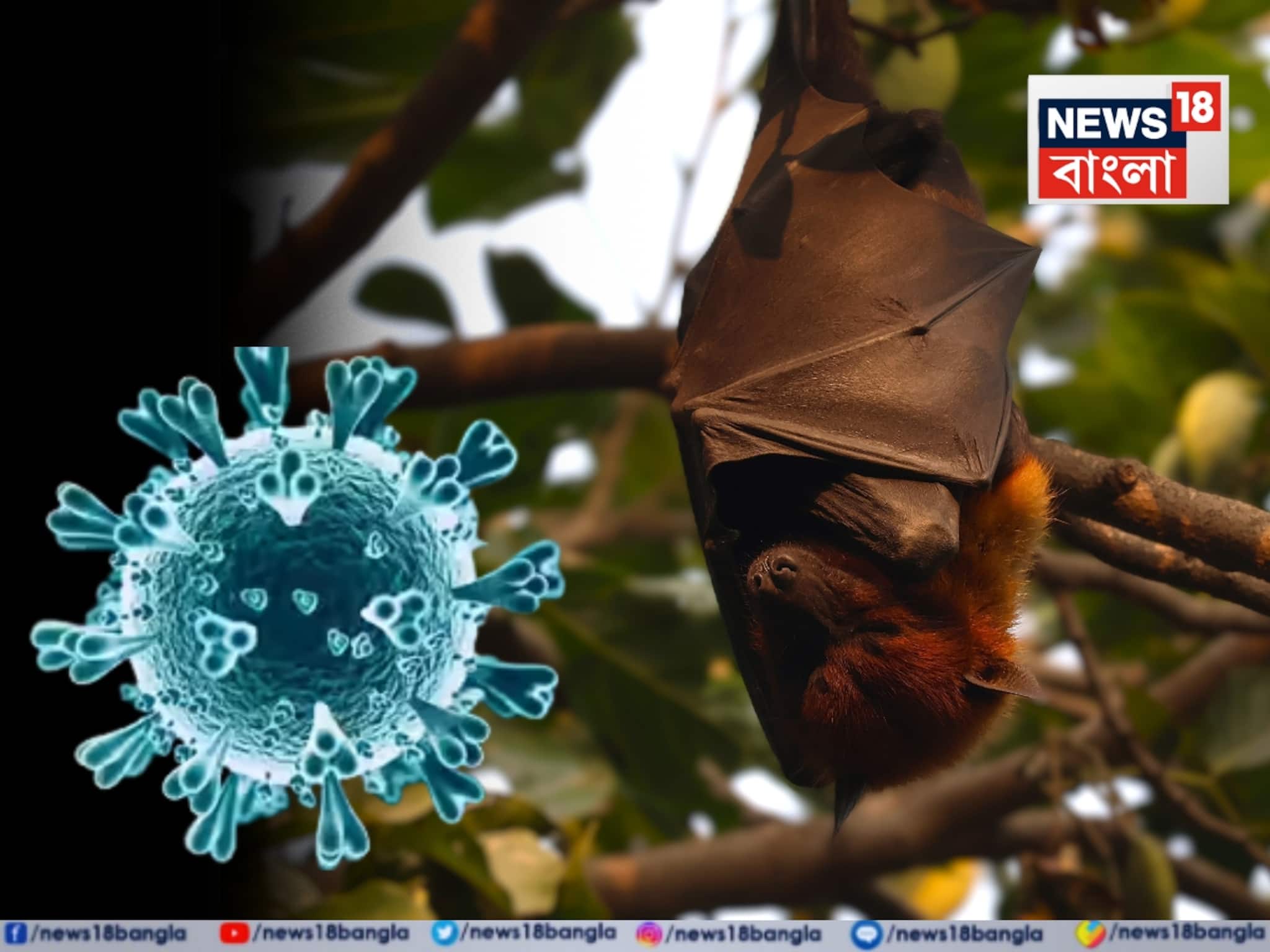 নিপা ভাইরাস ঘিরে বাড়ছে উদ্বেগ! কত জন হোম কোয়ারেন্টাইনে জানেন? পাঠানো হচ্ছে নমুনা