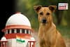 'প্রতিটি কুকুরের কামড়ের জন্য...': পথ কুকুর মামলায় বিস্ফোরক হুঁশিয়ারি সুপ্রিম কোর্টের!