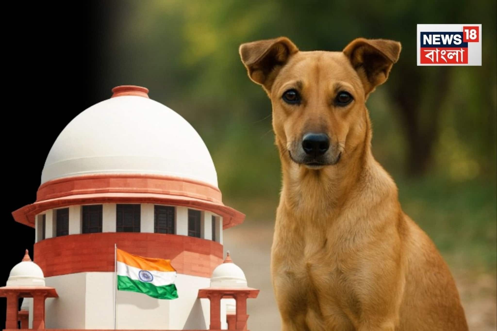 'প্রতিটি কুকুরের কামড়ের জন্য...': পথ কুকুর মামলায় বিস্ফোরক হুঁশিয়ারি সুপ্রিম কোর্টের! 'প্রতিটি কুকুরের কামড়ের জন্য...': পথ কুকুর মামলায় বিস্ফোরক হুঁশিয়ারি সুপ্রিম কোর্টের!
