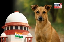 'প্রতিটি কুকুরের কামড়ের জন্য...': পথ কুকুর মামলায় বিস্ফোরক হুঁশিয়ারি সুপ্রিম কোর্টের!