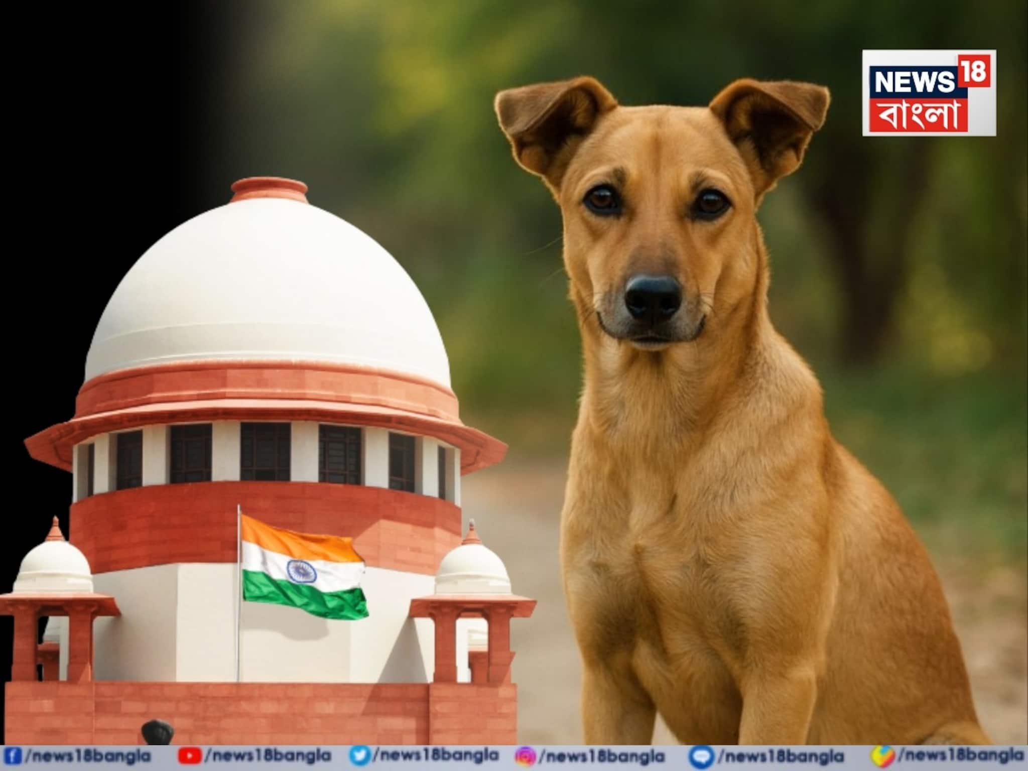 'প্রতিটি কুকুরের কামড়ের জন্য...': পথ কুকুর মামলায় বিস্ফোরক হুঁশিয়ারি সুপ্রিম কোর্টের!