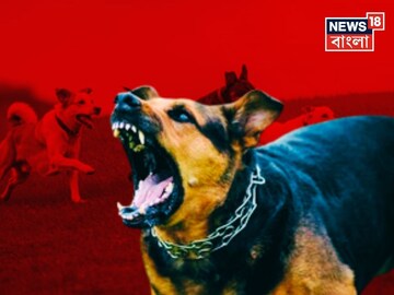 কুকুর কামড়ালেই...! সঙ্গে সঙ্গে কী করা উচিত জানেন? ডাক্তার বলে দিলেন 'সঠিক' উত্তর!