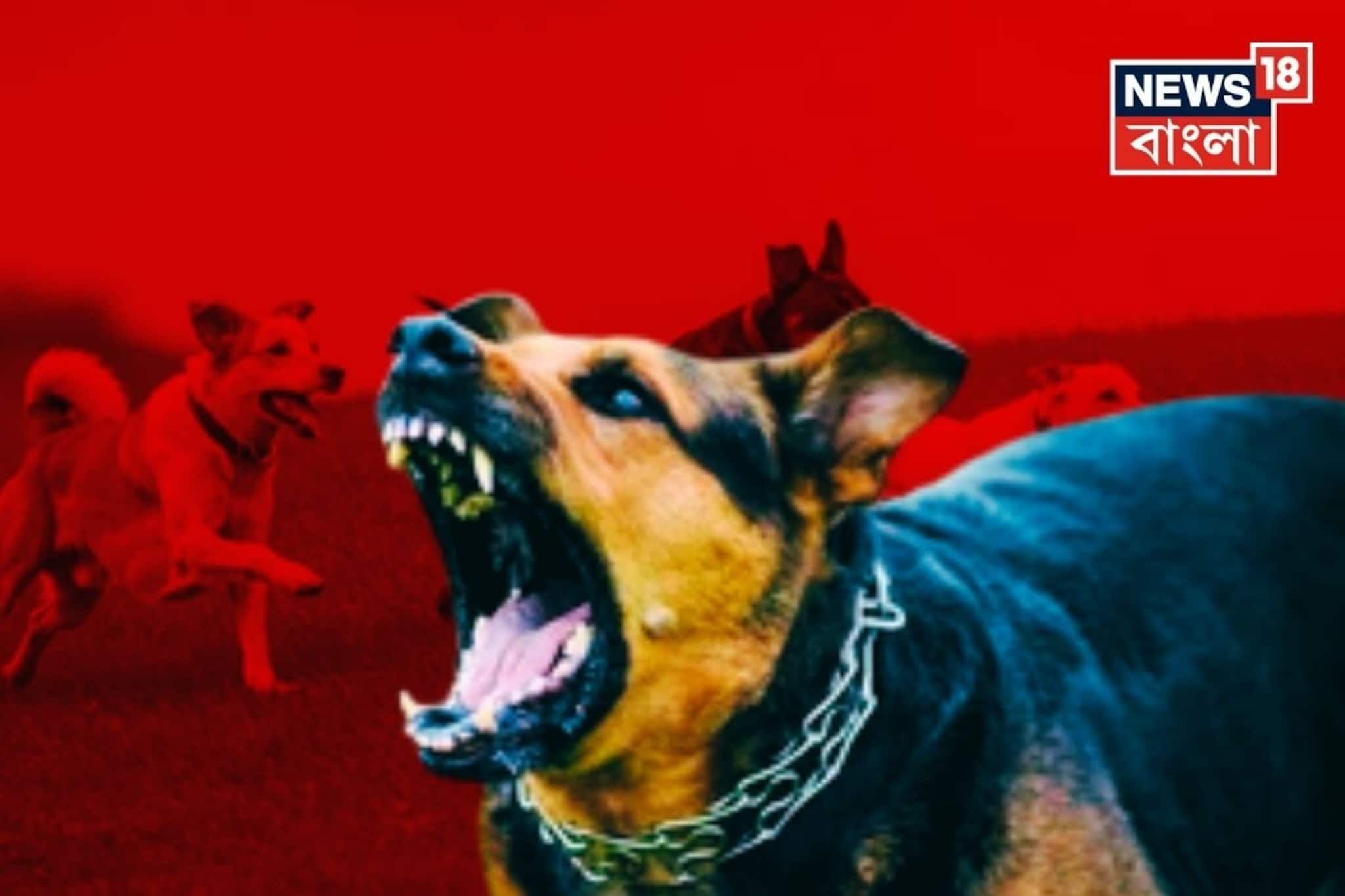 কুকুর কামড়ালেই...! সঙ্গে সঙ্গে কী করা উচিত জানেন? ডাক্তার বলে দিলেন 'সঠিক' উত্তর!