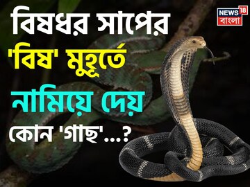 বিষধর সাপের 'বিষ' মুহূর্তে নামিয়ে দেয় কোন 'গাছ' জানেন...? শুনলেই কিন্তু চমকাবেন 'নামে'!