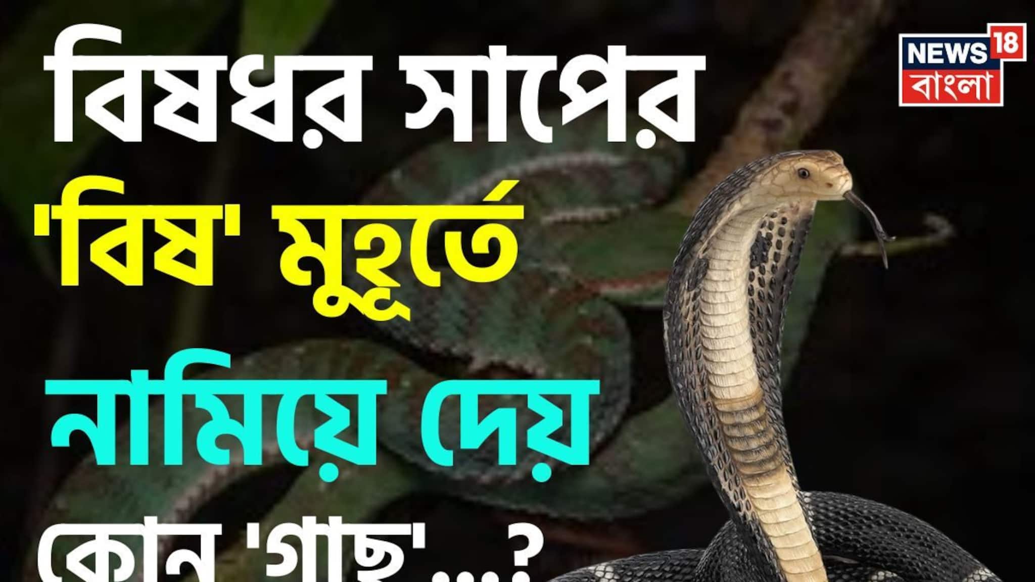 বিষধর সাপের 'বিষ' মুহূর্তে নামিয়ে দেয় কোন 'গাছ' জানেন...? শুনলেই কিন্তু চমকাবেন 'নামে'!