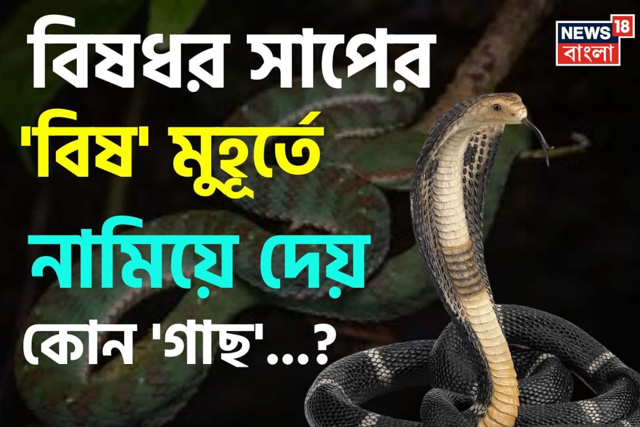 বিষধর সাপের 'বিষ' মুহূর্তে নামিয়ে দেয় কোন 'গাছ' জানেন...? শুনলেই কিন্তু চমকাবেন 'নামে'!