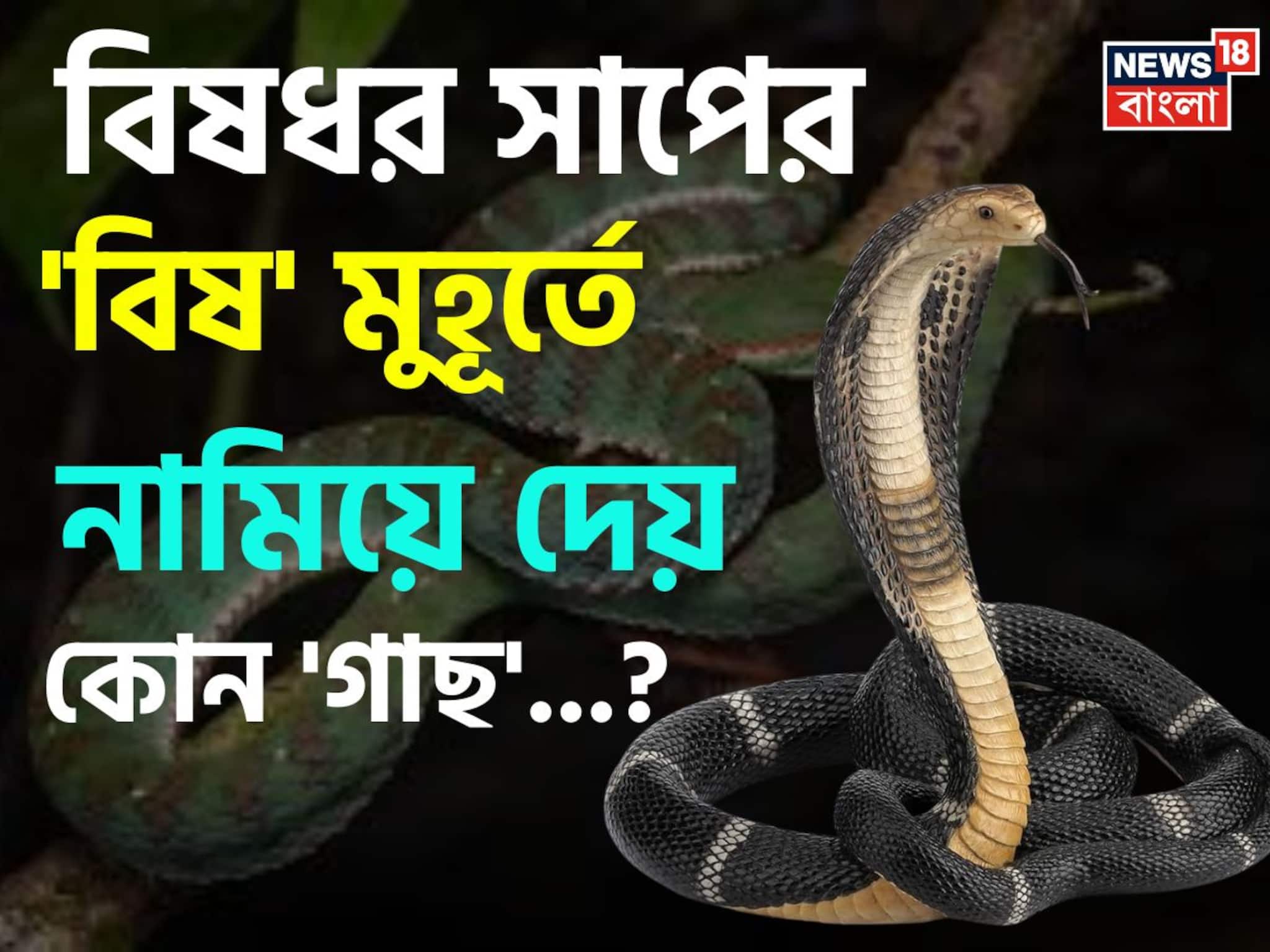 বিষধর সাপের 'বিষ' মুহূর্তে নামিয়ে দেয় কোন 'গাছ' জানেন...? শুনলেই কিন্তু চমকাবেন 'নামে'!