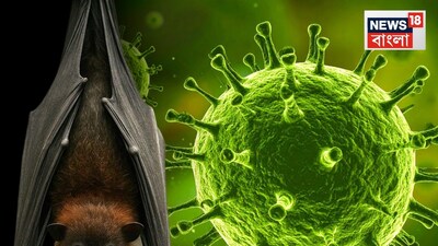 নিপা ভাইরাস সংক্রমণ, নিপা ভাইরাস সংক্রমণ, নিপা ভাইরাসের মৃত্যুহার, নিপা ভাইরাসের প্রতিকার, নিপা ভাইরাসের চিকিৎসা, নিপাতে মৃত্যু, নিপাহ ভাইরাসে আক্রান্ত, নিপা ভাইরাস কলকাতা, বাংলায় নিপা ভাইরাসের সংক্রমণ, বাংলায় নিপা আতঙ্ক, বাংলায় নিপা সংক্রমণ, ভাইরাস, নিপা ভাইরাসের লক্ষণ, নিপা ভাইরাসের উপস্বর্গ, নিপা ভাইরাসের ভয়, নিপা ভাইরাস হয়েছে কী করে বুঝবেন, নিপা সংক্রমণের কী কী লক্ষণ, নিপা ভাইরাসের প্রতিকার কী কী, বাংলা, কলকাতা, কল্যাণী, নিপাহ আক্রান্ত নার্সের শারীরিক অবস্থা, নিপা ভাইরাস সংক্রান্ত যাবতীয় জরুরি খবর, নিপা ভাইরাস সংক্রান্ত জরুরি তথ্য