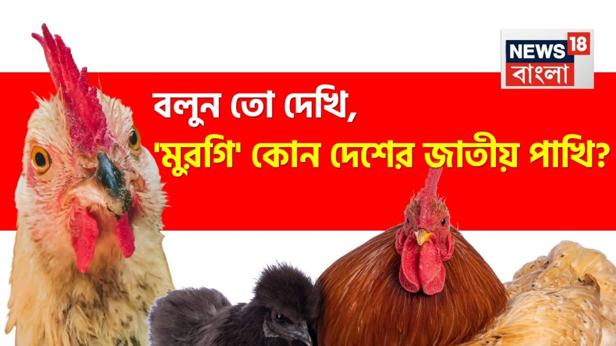 Knowledge Story: 'মুরগি' কোন দেশের জাতীয় পাখি? উত্তর দিতে গিয়ে হিমশিম খাচ্ছে অনেকেই! এবার আপনার পালা