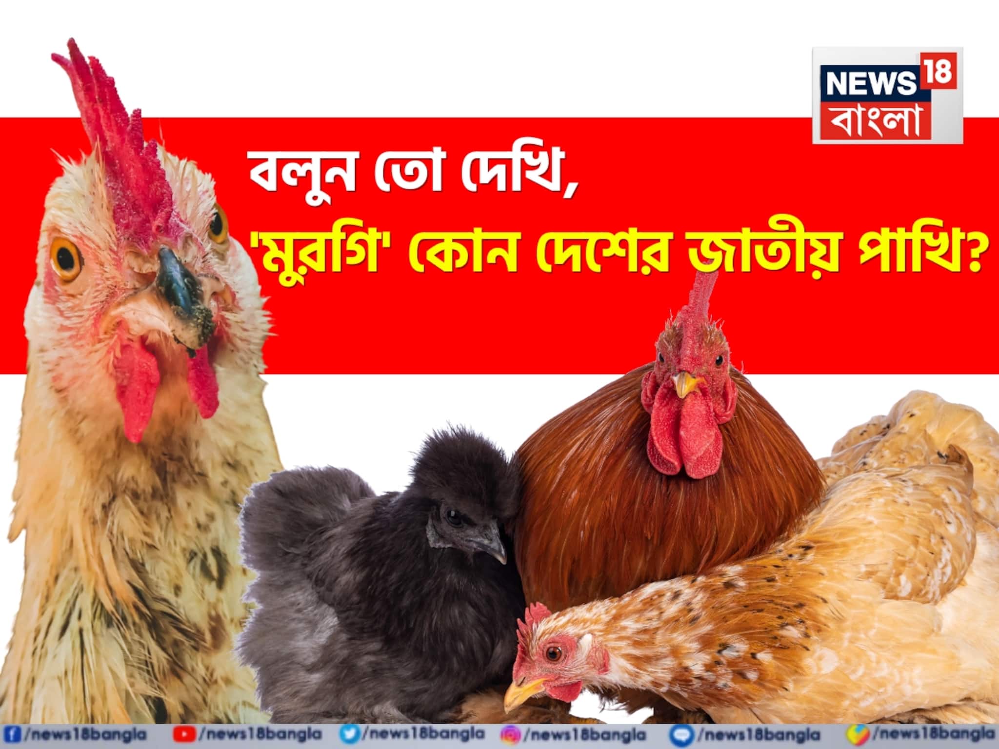 'মুরগি' কোন দেশের জাতীয় পাখি? উত্তর দিতে গিয়ে হিমশিম খাচ্ছে অনেকেই! এবার আপনার পালা 'মুরগি' কোন দেশের জাতীয় পাখি? উত্তর দিতে গিয়ে হিমশিম খাচ্ছে অনেকেই! এবার আপনার পালা