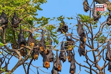 South 24 Parganas News: বাদুড়দের ব্লাড টেস্ট! আলিপুর চিড়িয়াখানা থেকে ধরার অনুমতি...নিপা আতঙ্কে রক্ত নিয়ে হল RT-PCR