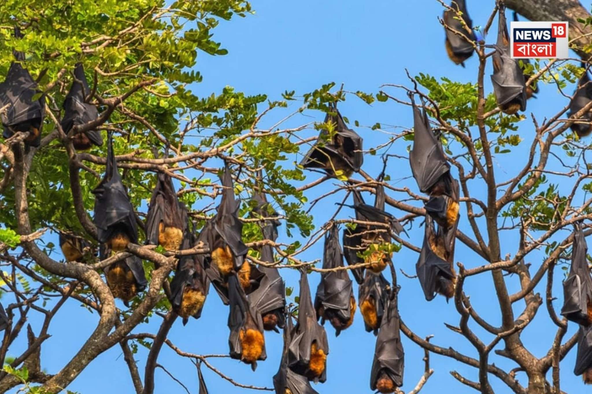 বাদুড়দের ব্লাড টেস্ট! আলিপুর চিড়িয়াখানা থেকে ধরার অনুমতি, নিপা আতঙ্কে রক্ত নিয়ে হল...