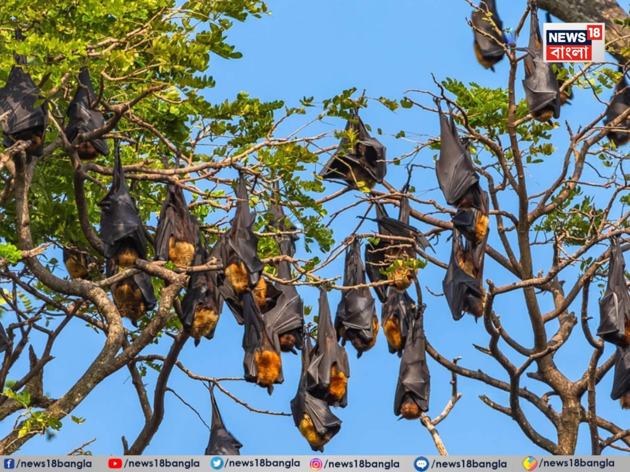 বাদুড়দের ব্লাড টেস্ট! আলিপুর চিড়িয়াখানা থেকে ধরার অনুমতি, নিপা আতঙ্কে রক্ত নিয়ে হল... বাদুড়দের ব্লাড টেস্ট! আলিপুর চিড়িয়াখানা থেকে ধরার অনুমতি, নিপা আতঙ্কে রক্ত নিয়ে হল...