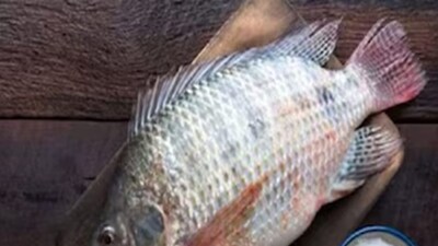 কাঁটার সমস্যা দূর করতে গবেষণাগারে নতুন প্রজাতি নিয়ে এল চিন