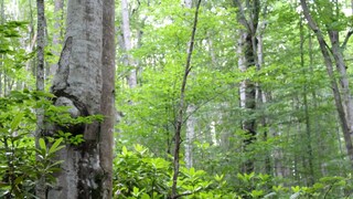 জঙ্গলের গভীরে সদ্যোজাত কন্যাসন্তান! স্থানীয়দের চোখে পড়তেই বীরভূমের সিউড়িতে হইচই  (প্রতীকী ছবি) 