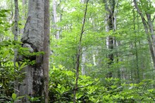 লোকচক্ষুর আড়ালে জঙ্গলের গভীরে সদ্যোজাত কন্যাসন্তান! স্থানীয়দের চোখে পড়তেই বীরভূমের সিউড়িতে হইচই