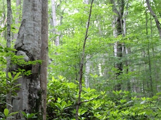 জঙ্গলের গভীরে সদ্যোজাত কন্যাসন্তান! স্থানীয়দের চোখে পড়তেই বীরভূমের সিউড়িতে হইচই  (প্রতীকী ছবি) 