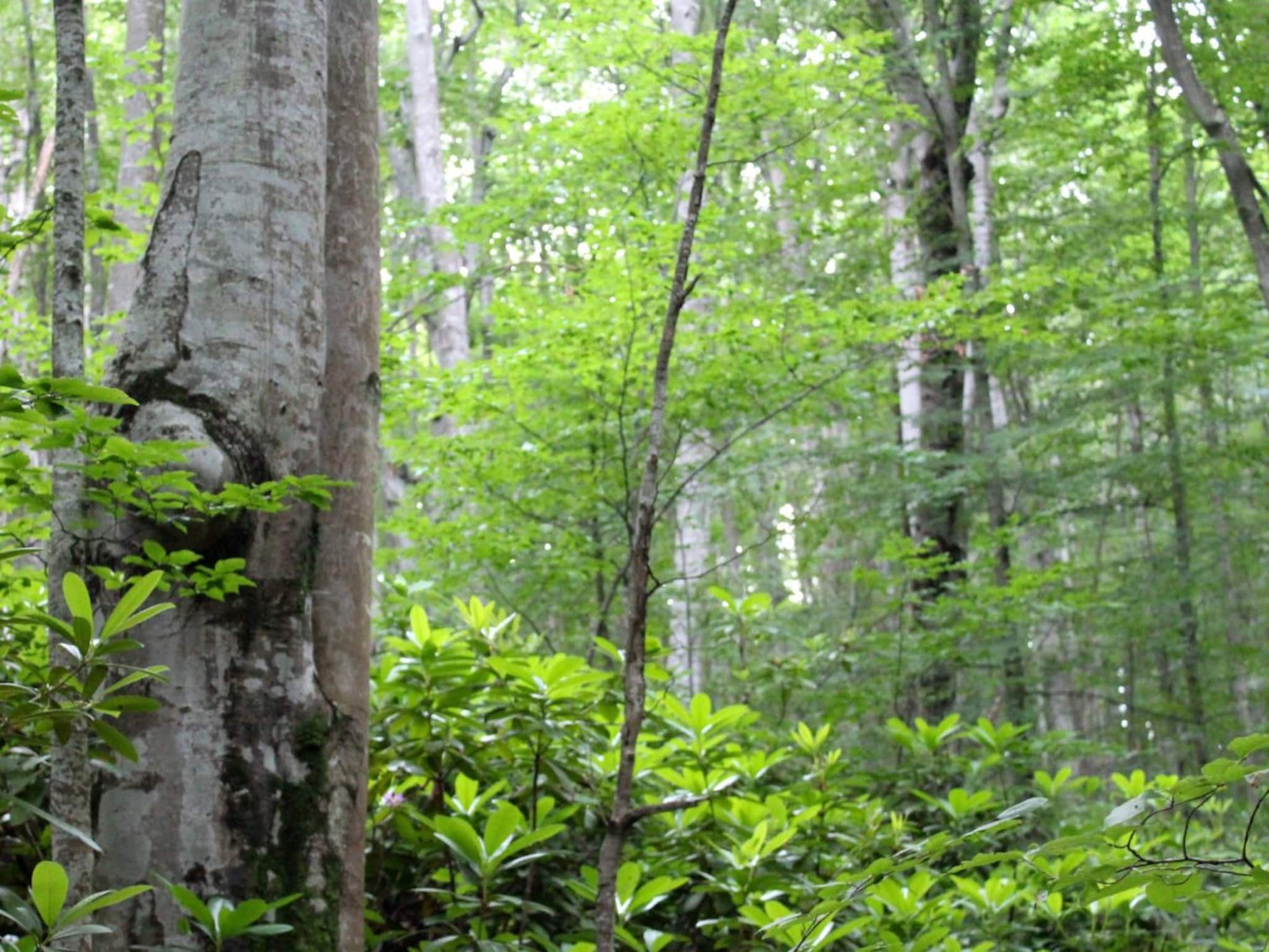 জঙ্গলের গভীরে সদ্যোজাত কন্যাসন্তান! স্থানীয়দের চোখে পড়তেই বীরভূমের সিউড়িতে হইচই