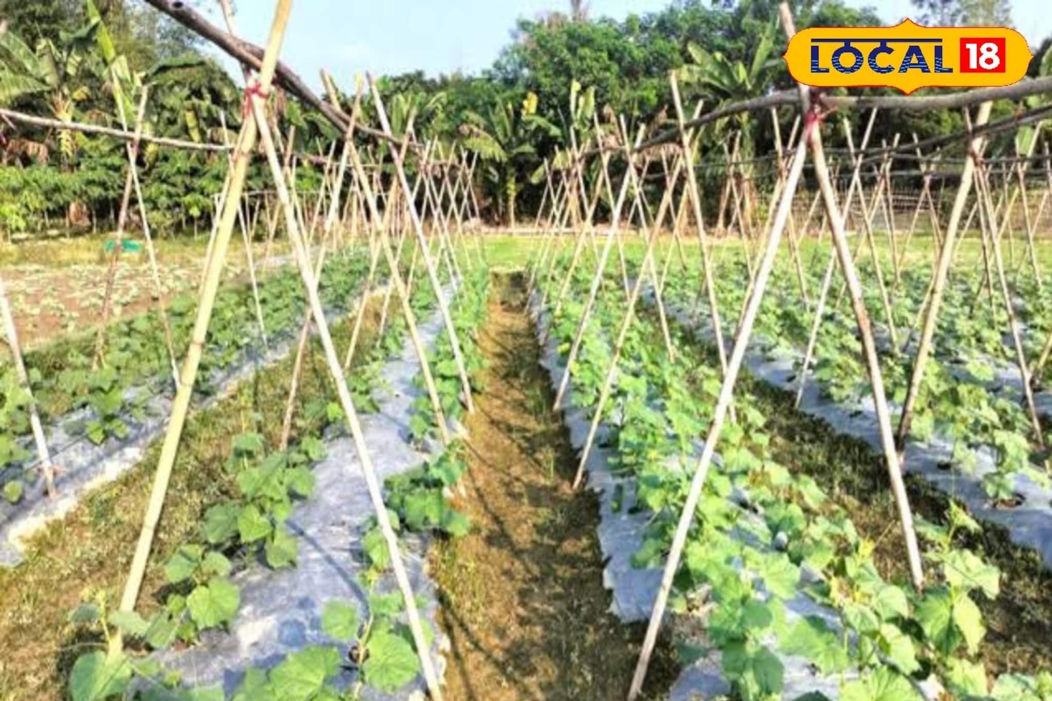 শীতকালীন সবজি চাষে যত্ন নেওয়ার পদ্ধতি! ভাল ফলন আসবেই বলছেন বিশেষজ্ঞরা শীতকালীন সবজি চাষে যত্ন নেওয়ার পদ্ধতি! ভাল ফলন আসবেই বলছেন বিশেষজ্ঞরা