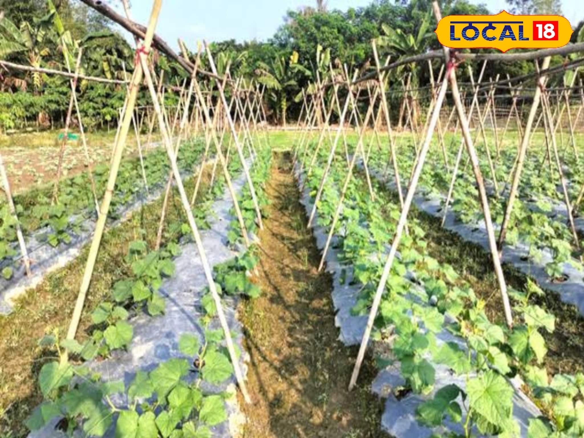 শীতকালীন সবজি চাষে যত্ন নেওয়ার পদ্ধতি! ভাল ফলন আসবেই বলছেন বিশেষজ্ঞরা শীতকালীন সবজি চাষে যত্ন নেওয়ার পদ্ধতি! ভাল ফলন আসবেই বলছেন বিশেষজ্ঞরা