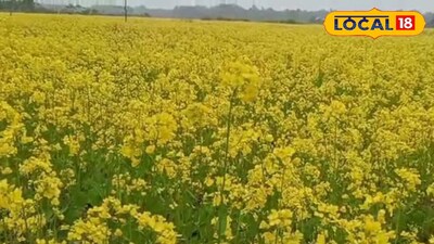 সরষে চাষ