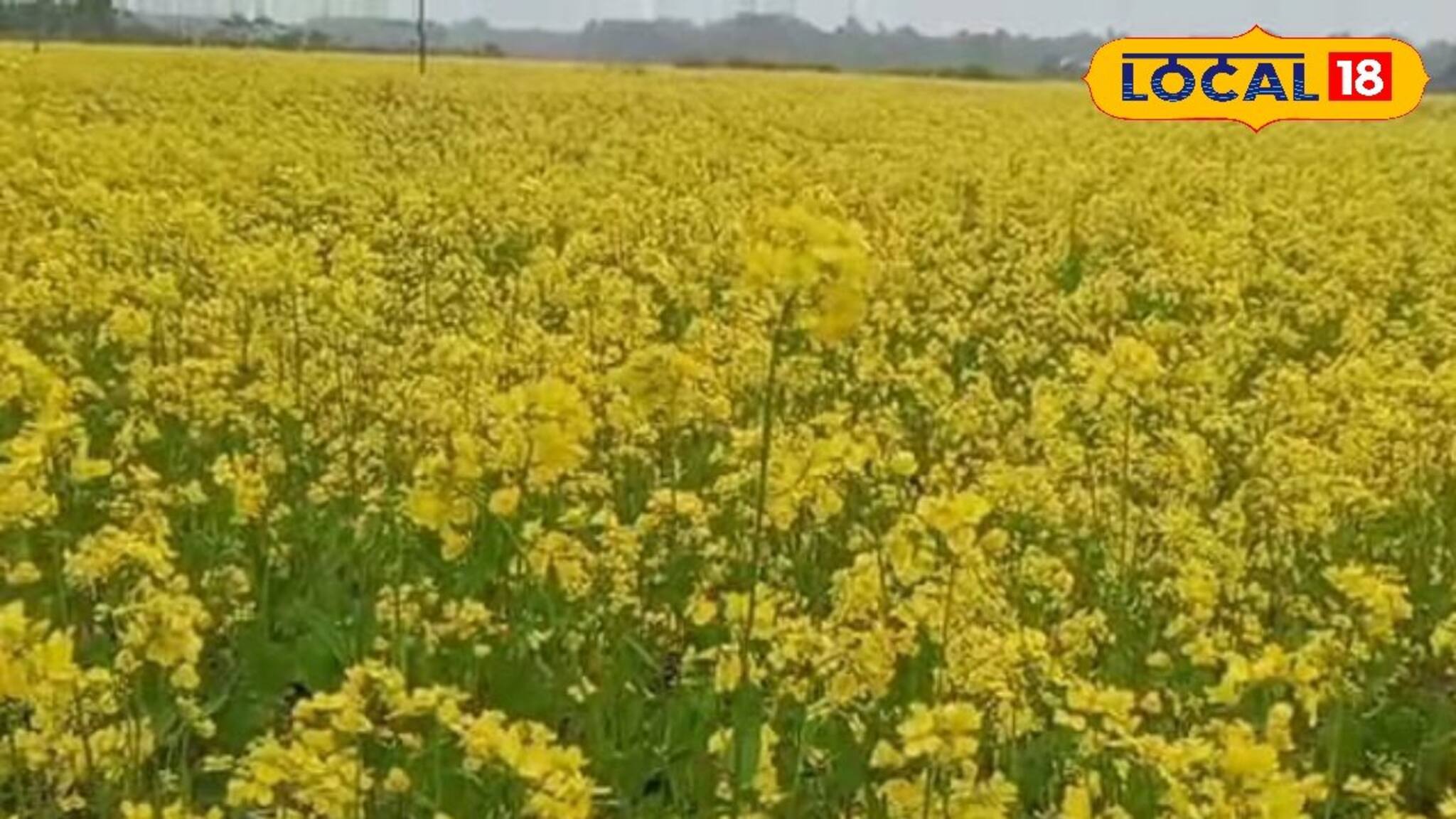 Agriculture News: কালচিনির কৃষকদের ‘মাস্টারস্ট্রোক’, তছনছ হওয়া মাঠ এখন লক্ষ্মী লাভের খনি! সরষে চাষে ফিরছে ভাগ্য