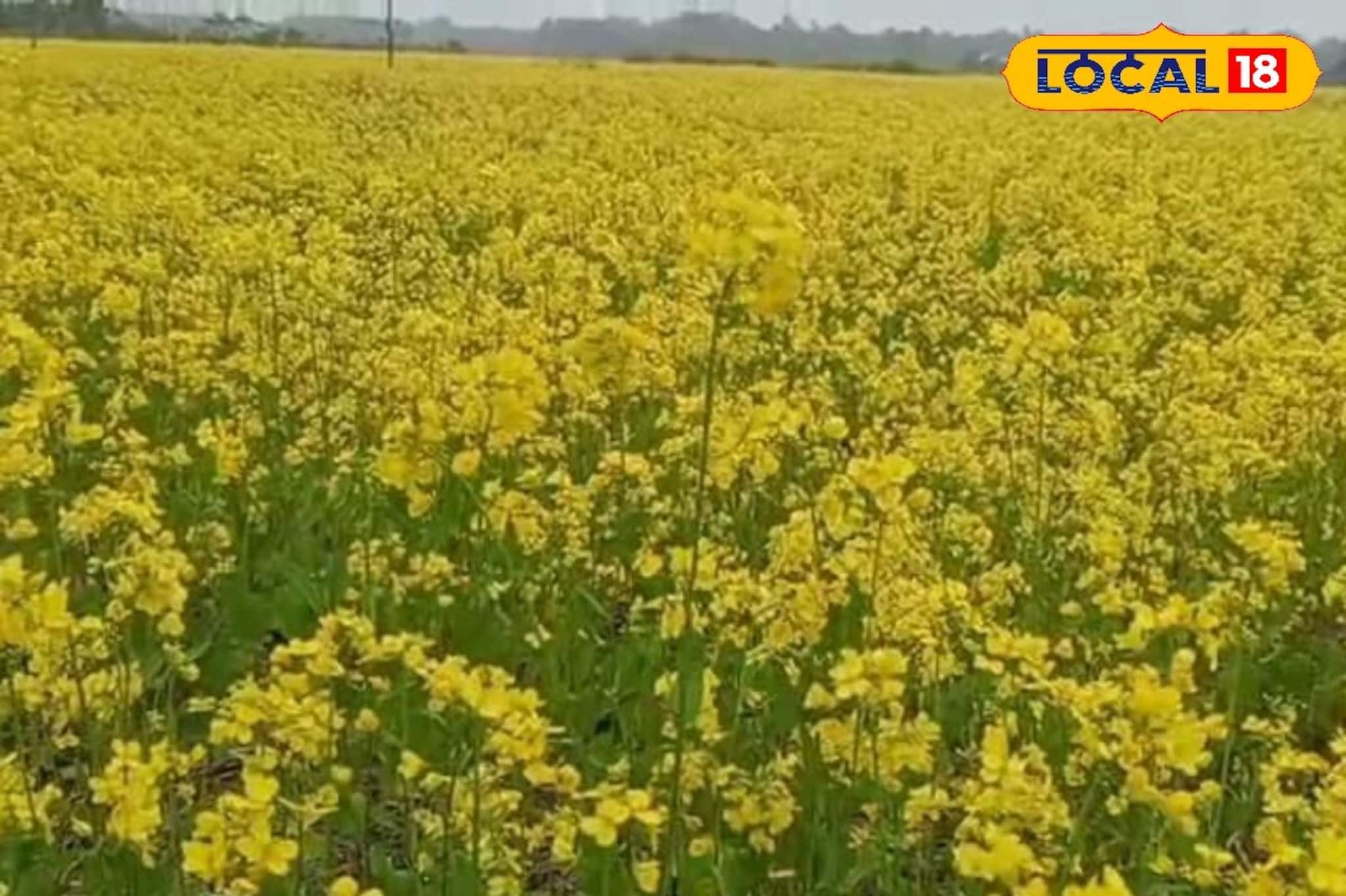 কালচিনির কৃষকদের ‘মাস্টারস্ট্রোক’, তছনছ হওয়া মাঠ এখন লক্ষ্মী লাভের খনি! সরষে চাষে ভাগ্যবদল