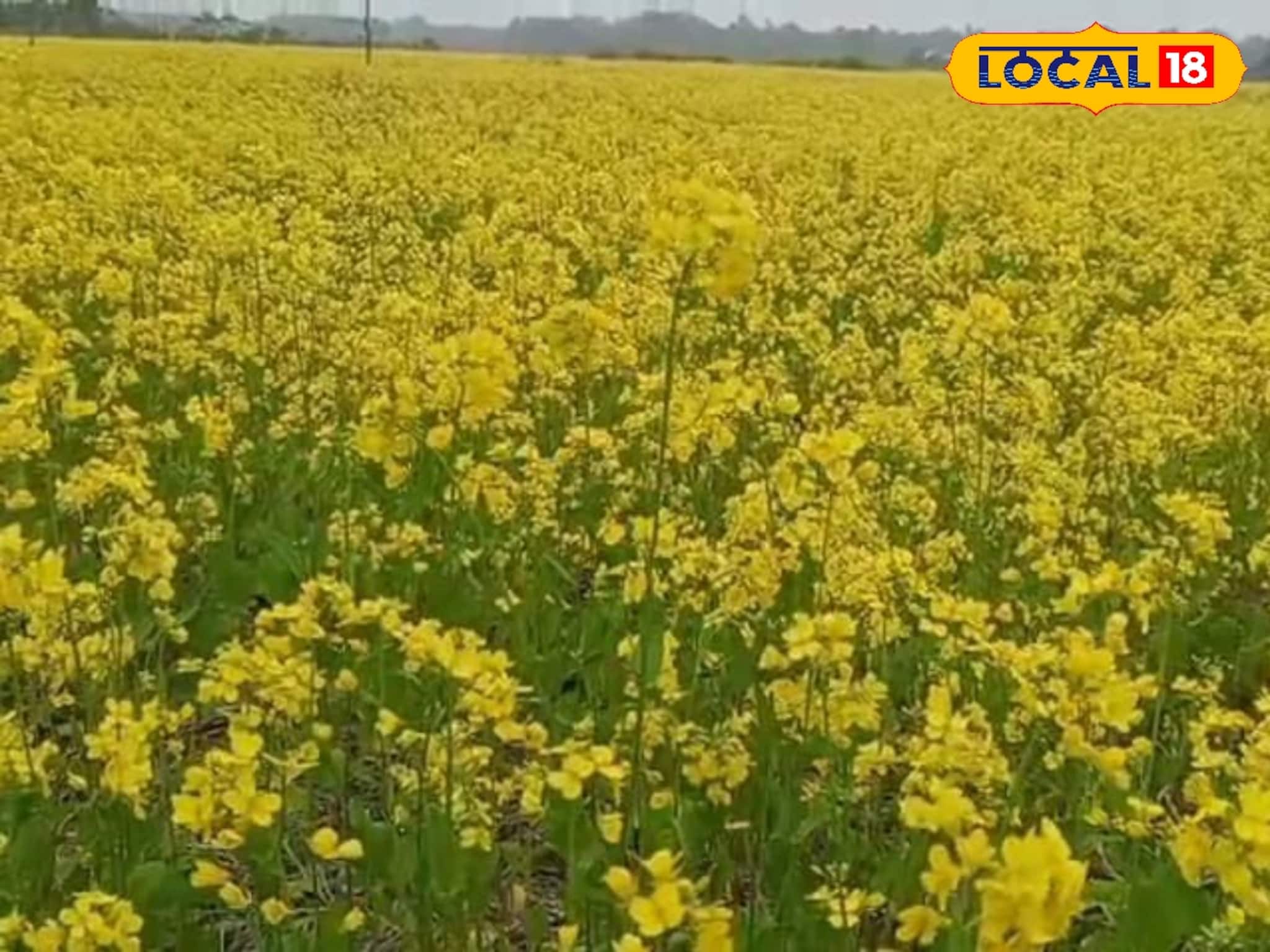 কালচিনির কৃষকদের ‘মাস্টারস্ট্রোক’, তছনছ হওয়া মাঠ এখন লক্ষ্মী লাভের খনি! সরষে চাষে ভাগ্যবদল