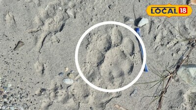 বাঘের পায়ের ছাপ 