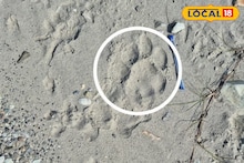 Alipurduar News: বক্সায় বাঘের দেখা মিলতেই শুরু মহাযজ্ঞ, এম-স্ট্রাইপস অ্যাপে রেকর্ড হচ্ছে চমকপ্রদ তথ্য! খোঁজে ২০০ বিশেষজ্ঞের টিম