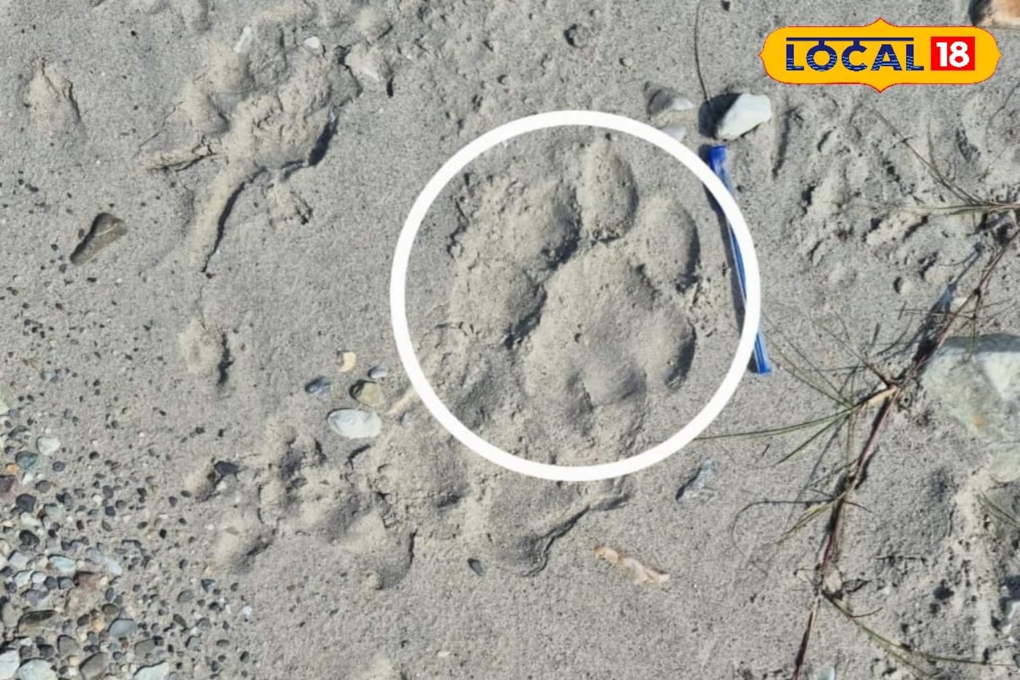 বক্সায় বাঘের দেখা মিলতেই শুরু মহাযজ্ঞ, এম-স্ট্রাইপস অ্যাপে রেকর্ড হচ্ছে চমকপ্রদ তথ্য!