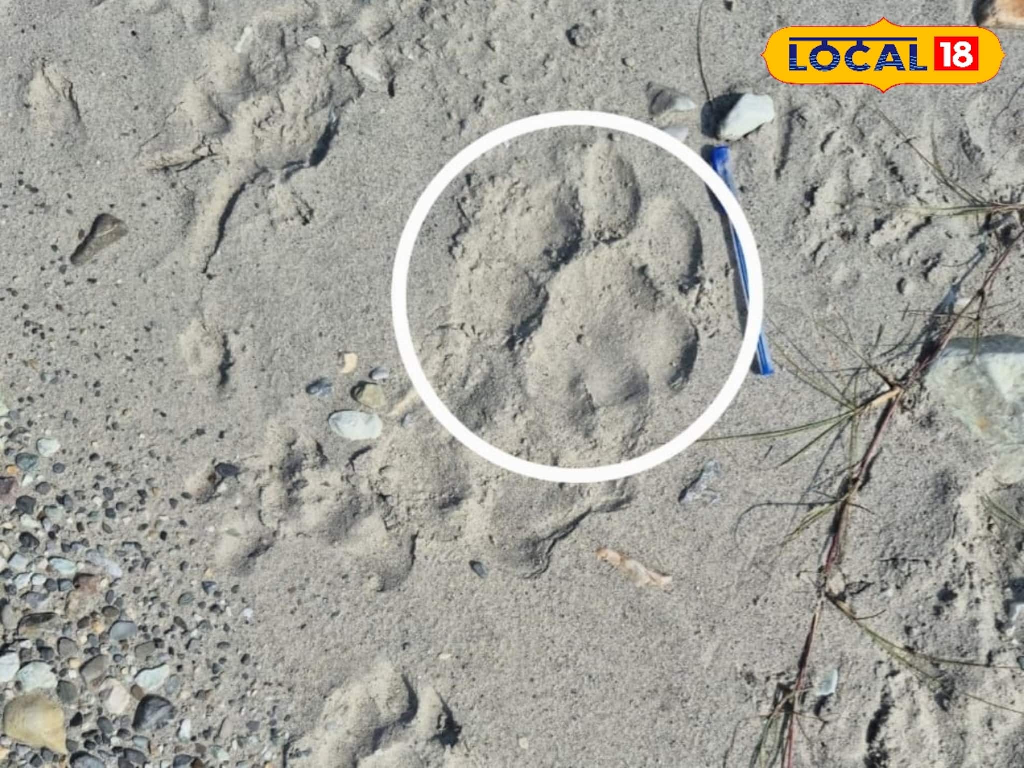 বক্সায় বাঘের দেখা মিলতেই শুরু মহাযজ্ঞ, এম-স্ট্রাইপস অ্যাপে রেকর্ড হচ্ছে চমকপ্রদ তথ্য!