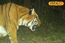 Buxa Tiger Reserve: বক্সার জঙ্গলে ট্র্যাপ ক্যামেরায় ধরা পড়ল রয়্যাল বেঙ্গল টাইগার, বনকর্তাদের মুখে চওড়া হাসি! ছবিতে দেখুন