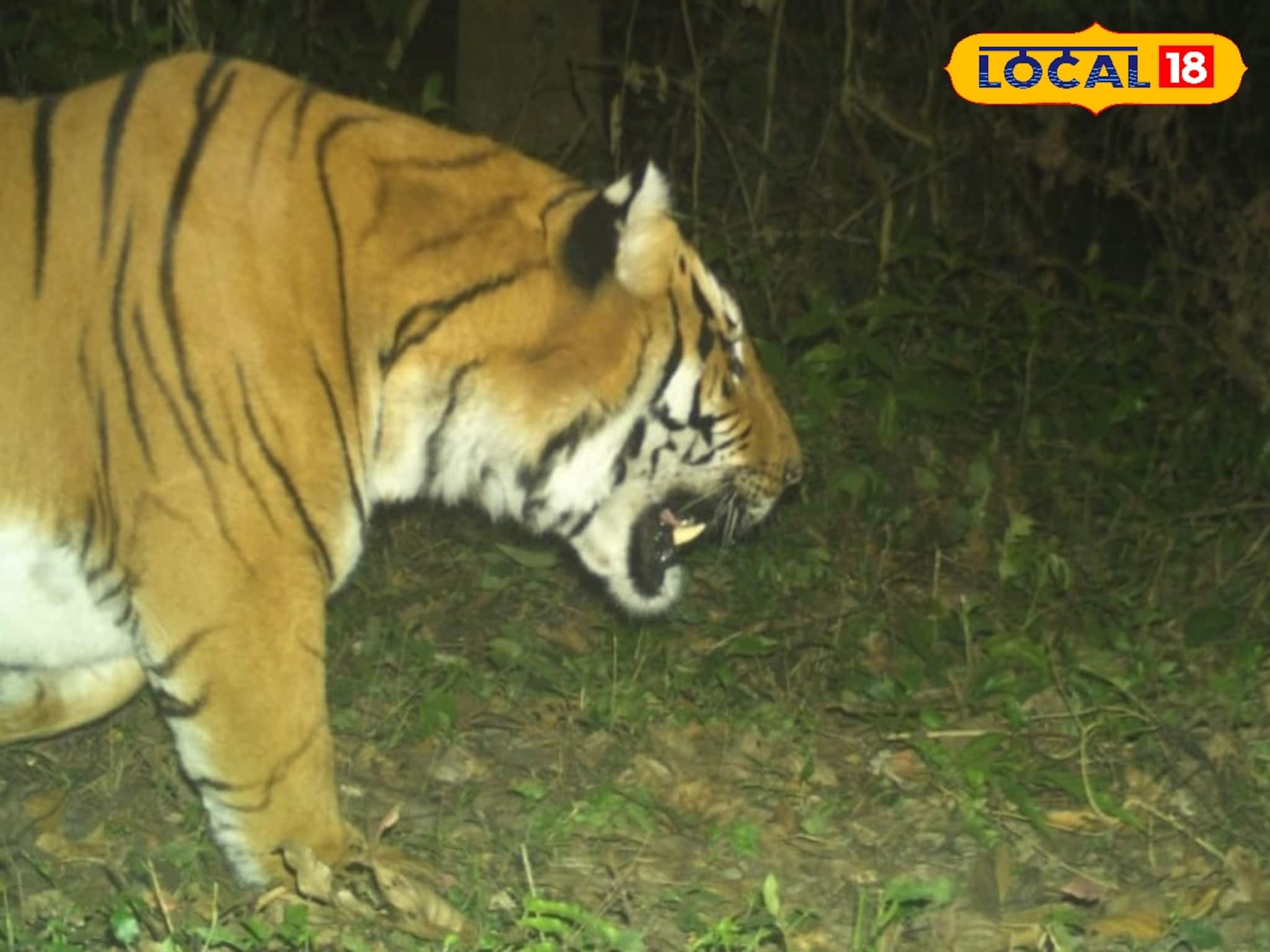 বক্সার জঙ্গলে ট্র্যাপ ক্যামেরায় ধরা পড়ল রয়্যাল বেঙ্গল টাইগার, বনকর্তাদের মুখে চওড়া হাসি!