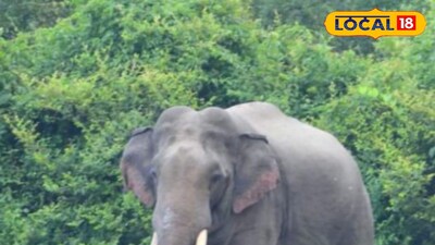 দলছুট হাতি