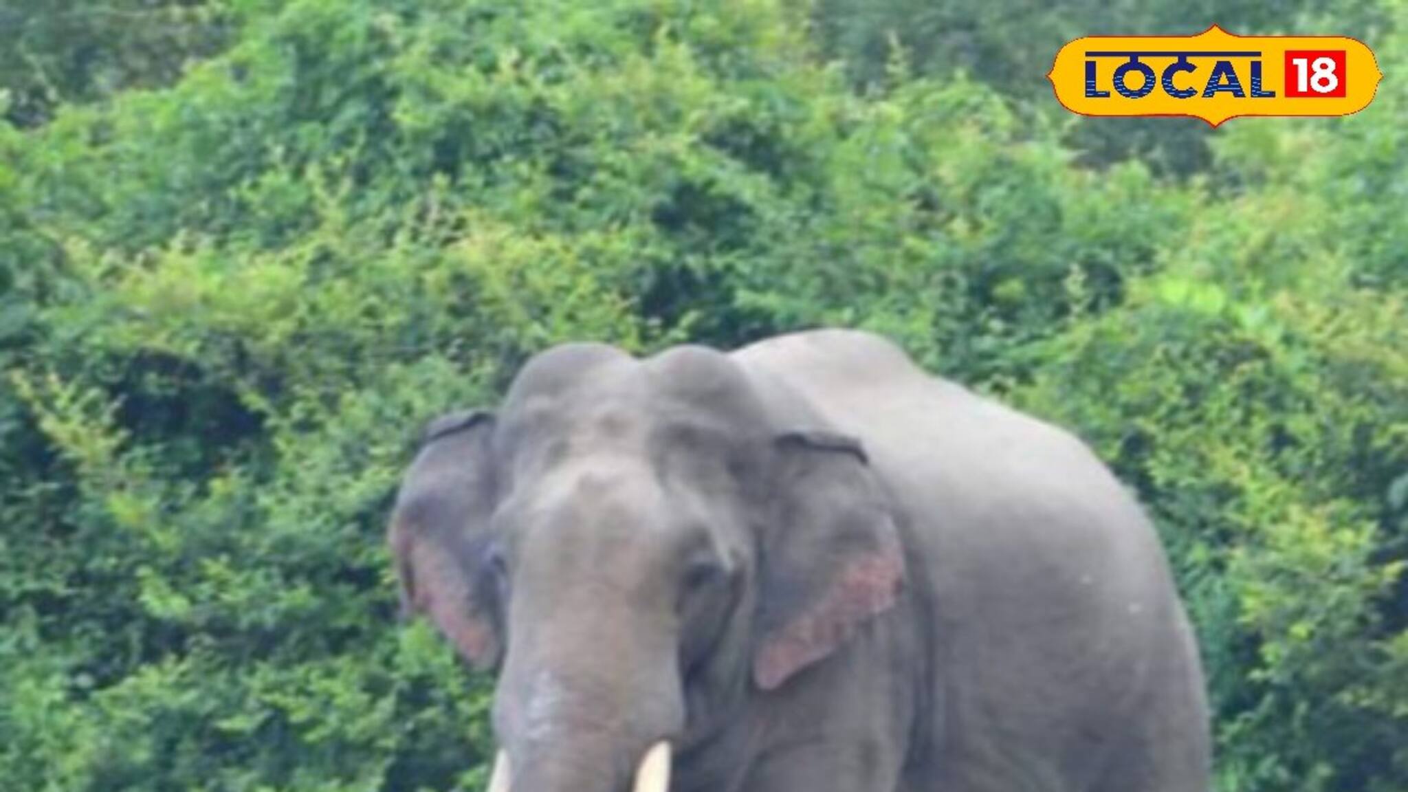 বছরের প্রথম দিনেই লোকালয়ে দাপিয়ে বেড়াল দলছুট দাঁতাল, ঘরবন্দি নববর্ষ এলাকাবাসীর!