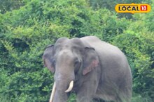 Alipurduar Elephant: বছরের প্রথম দিনেই লোকালয়ে দাপিয়ে বেড়াল দলছুট দাঁতাল, ঘরবন্দি নববর্ষ এলাকাবাসীর! ভিডিও দেখে সমাজমাধ্যমে হইচই