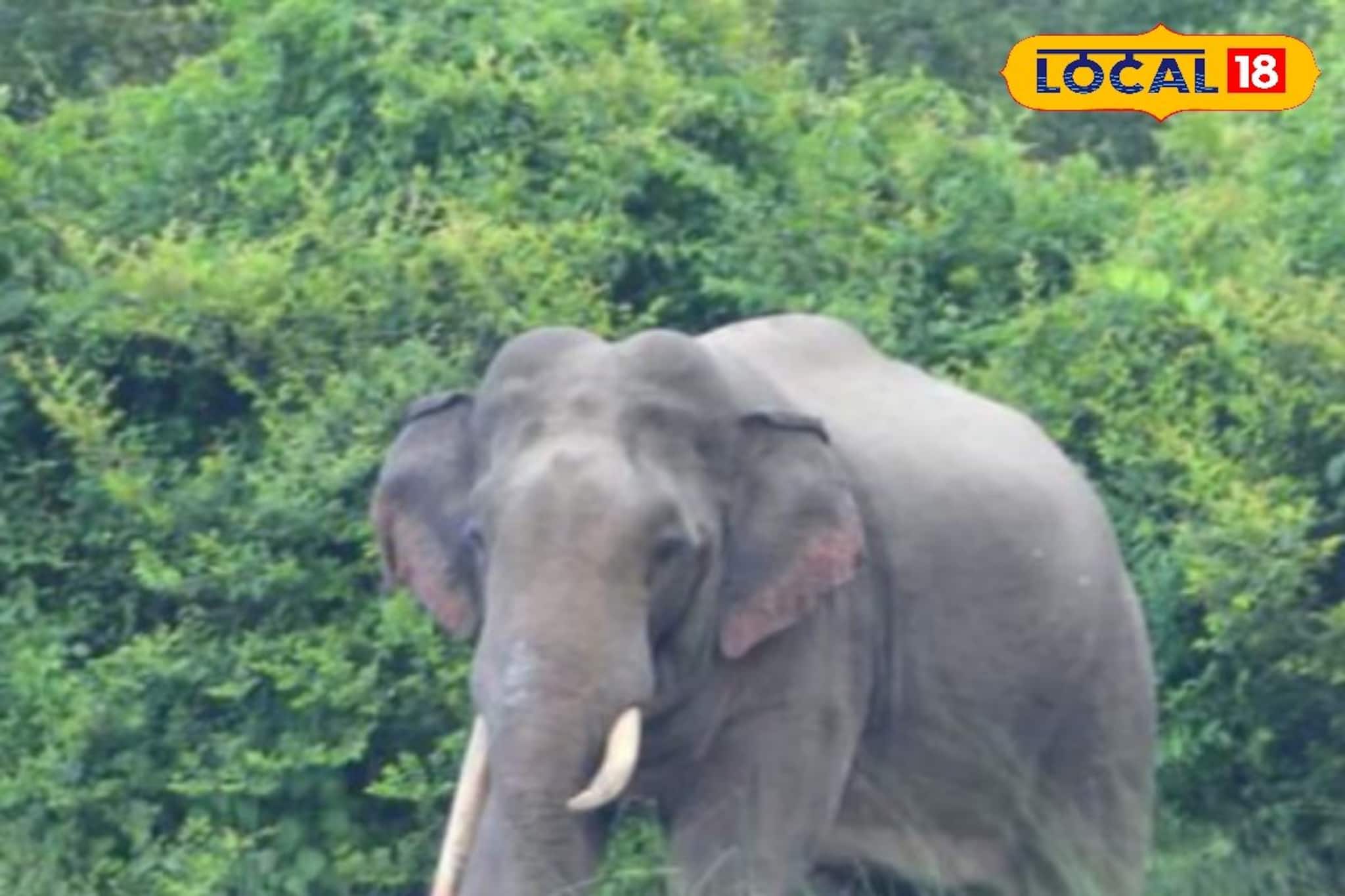 বছরের প্রথম দিনেই লোকালয়ে দাপিয়ে বেড়াল দলছুট দাঁতাল, ঘরবন্দি নববর্ষ এলাকাবাসীর! বছরের প্রথম দিনেই লোকালয়ে দাপিয়ে বেড়াল দলছুট দাঁতাল, ঘরবন্দি নববর্ষ এলাকাবাসীর!