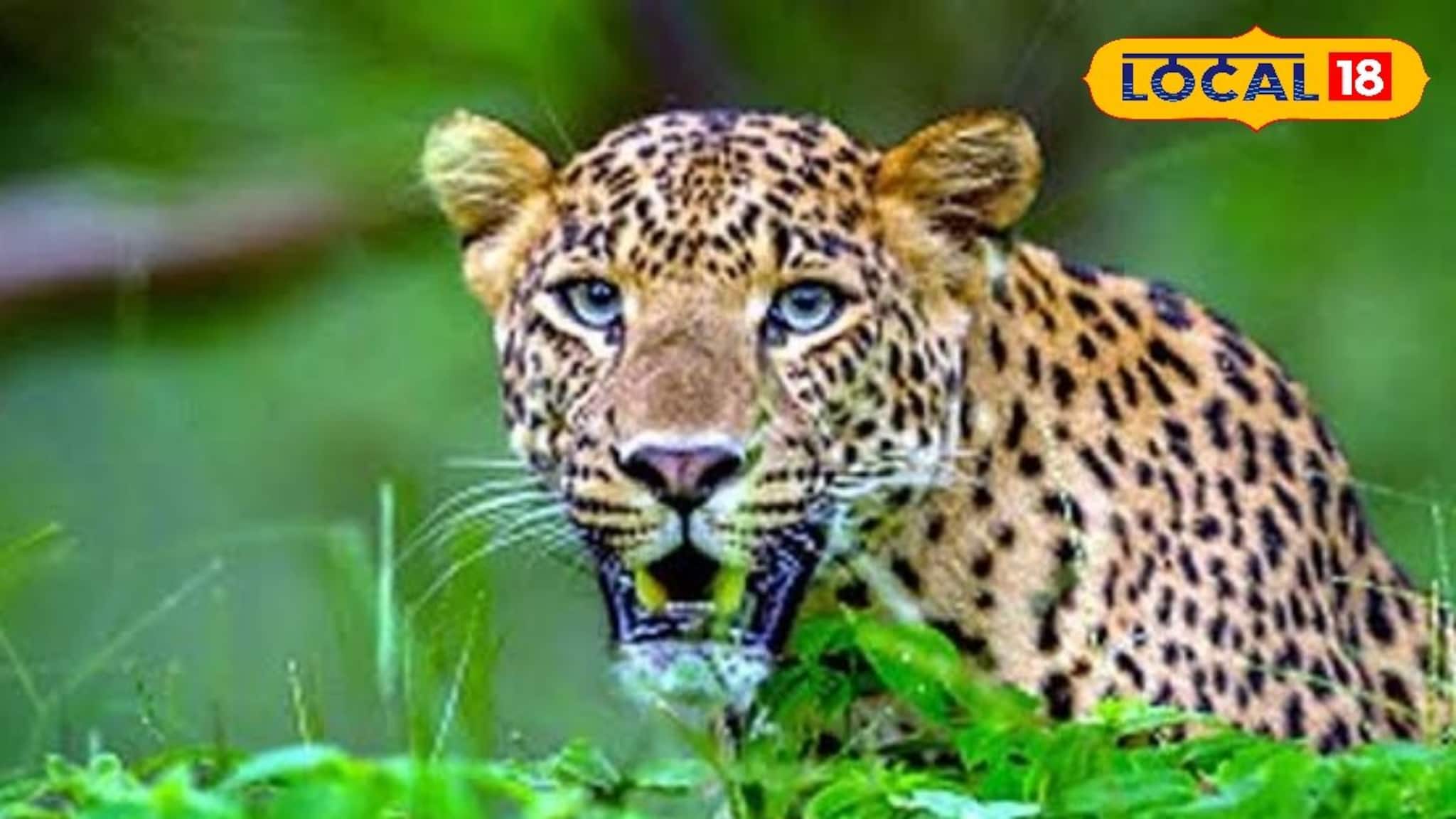 সাতজনকে কামড়ের প্রতিশোধ নিল গ্রামবাসীরা, জুটল এলোপাথাড়ি মার! নিথর হয়ে গেল লেপার্ড