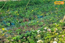 Alipurduar Floriculture: অভাবের 'সেই' গ্রাম এখন ফুলের বিশাল বাগান, ঋণ নিয়ে ঘুুরে দাঁড়ানোর লড়াই! সাফল্যের গল্প হার মানাবে সিনেমাকেও