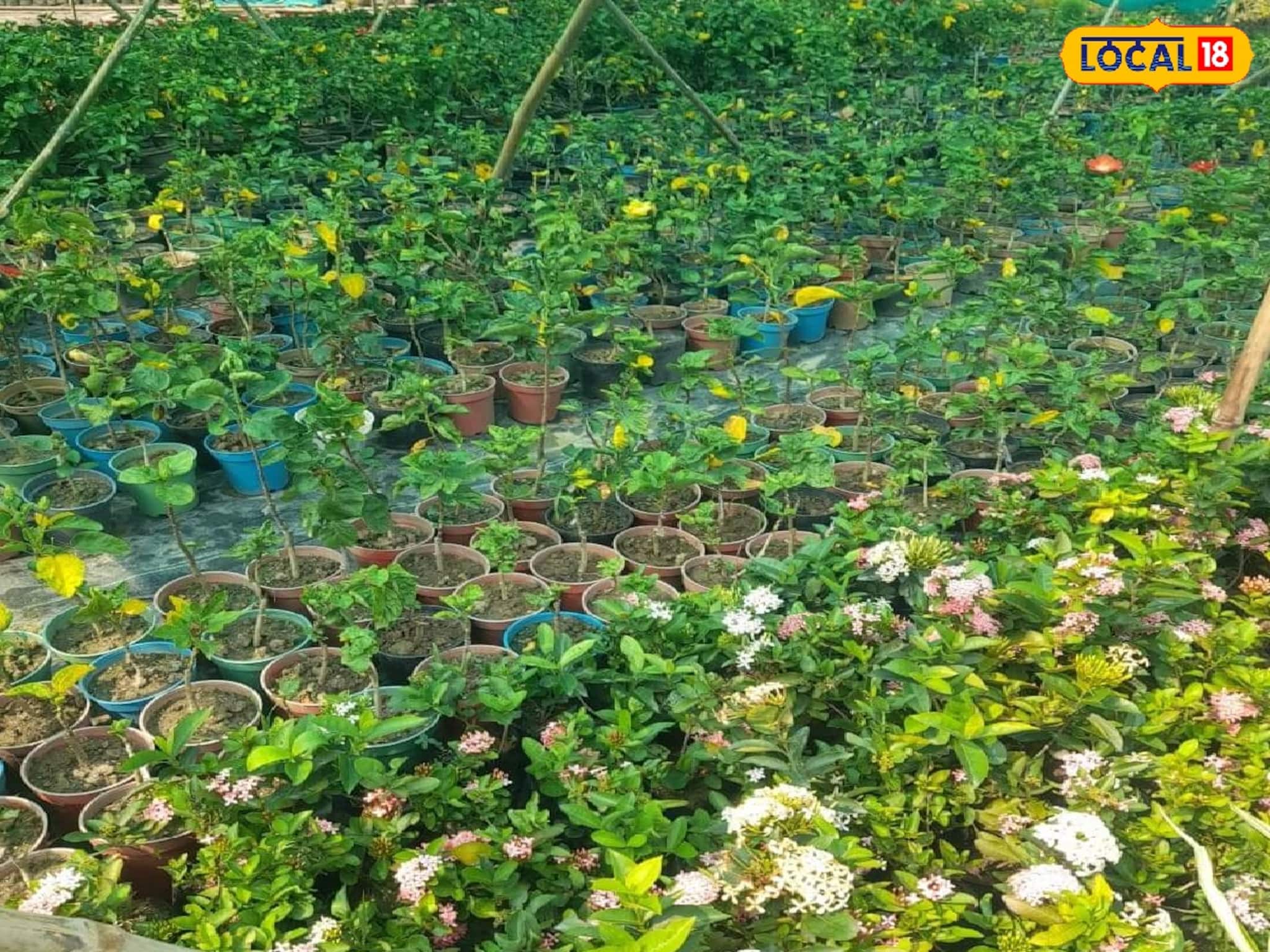 অভাবের 'সেই' গ্রাম এখন ফুলের বাগান, ঋণ নিয়ে ঘুুরে দাঁড়ানোর লড়াই! এখন পকেটে টাকার জোয়ার