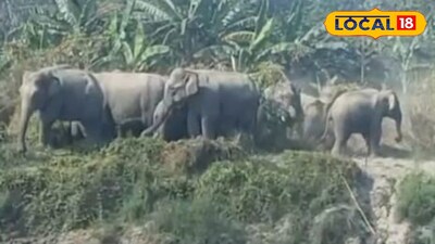 হাতির দল