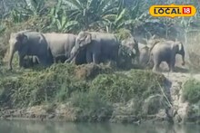 Alipurduar News: ঘন কুয়াশায় পথ ভুলে দুই জেলা সফর, রাতভর উৎকণ্ঠার পর হাতির দল ফিরল ঘরে! জয়ের হাসি জলদাপাড়ায়