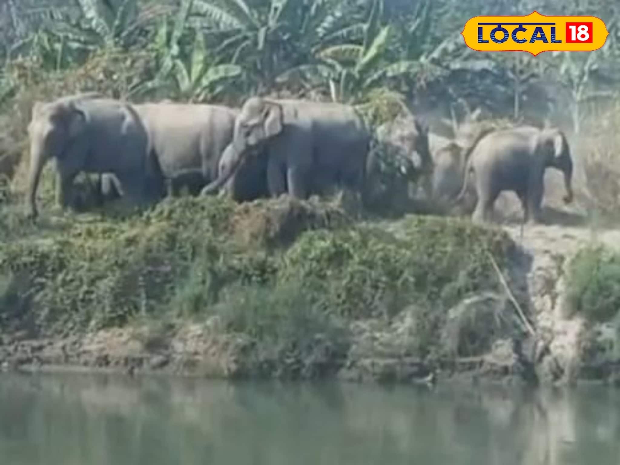 ঘন কুয়াশায় পথ ভুলে দুই জেলা সফর, রাতভর উৎকণ্ঠা শেষে ঘরে ফিরল হাতির দল ঘন কুয়াশায় পথ ভুলে দুই জেলা সফর, রাতভর উৎকণ্ঠা শেষে ঘরে ফিরল হাতির দল