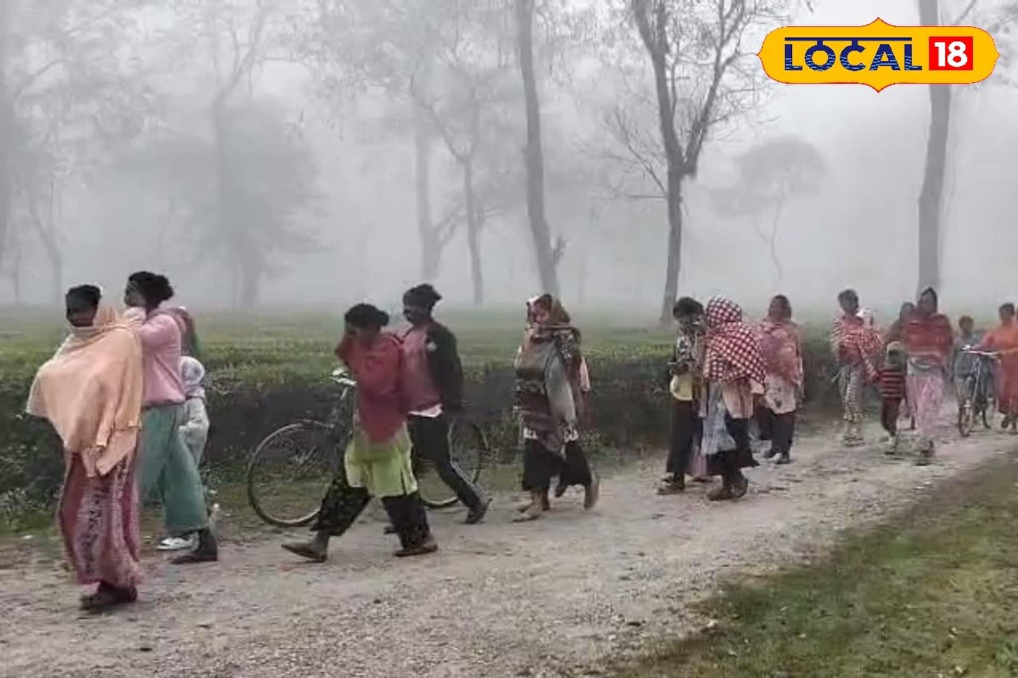 গাছতলায় বিশ্রাম নিতে যাওয়া কাল হল, চোখ খোলার আগে পিষে দিল হাতি! আতঙ্কে কাঁপছে কুমারগ্রাম