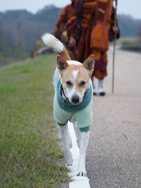 জন্ম কলকাতায়, এখন শান্তির বার্তা নিয়ে আমেরিকার রাস্তায় ঘুরছে এই পথকুকুর! কীভাবে সম্ভব হল